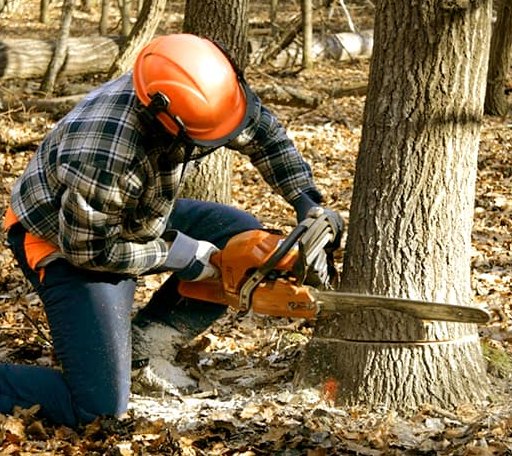 Tree Removal in West Point, IL